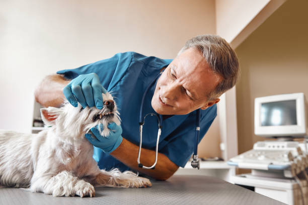 Best Weekend Emergency Dentist in Gladwin, MI